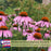 Pollinator Garden Collection — 9 Native Perennials for Bees, Butterflies & Monarchs