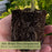 Pollinator Garden Collection — 9 Native Perennials for Bees, Butterflies & Monarchs