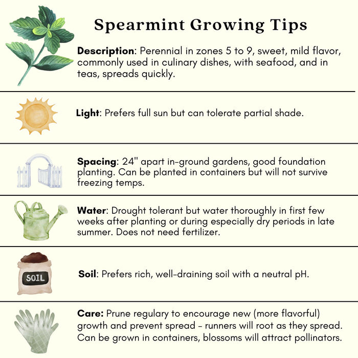 Spearmint Mint | Two Live Herb Plants | Non-GMO, Easy-Grower, Perennial in Most Zones