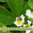 Strawberry Mojito Garden — 6 Live Plants for Your Summer Patio