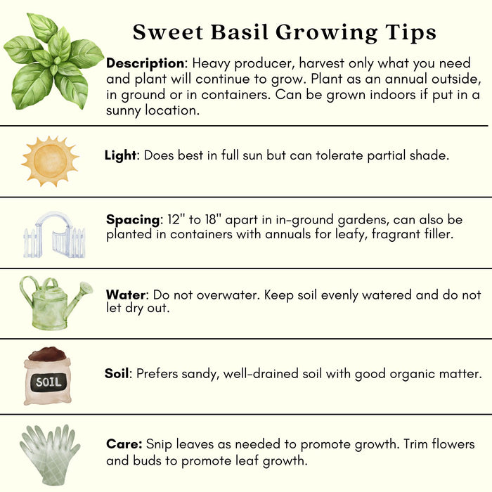 Sweet Basil | Two Live Herb Plants | Non GMO, Gardener Favorite, Harvest All Season
