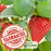 Strawberry Mojito Garden — 6 Live Plants for Your Summer Patio