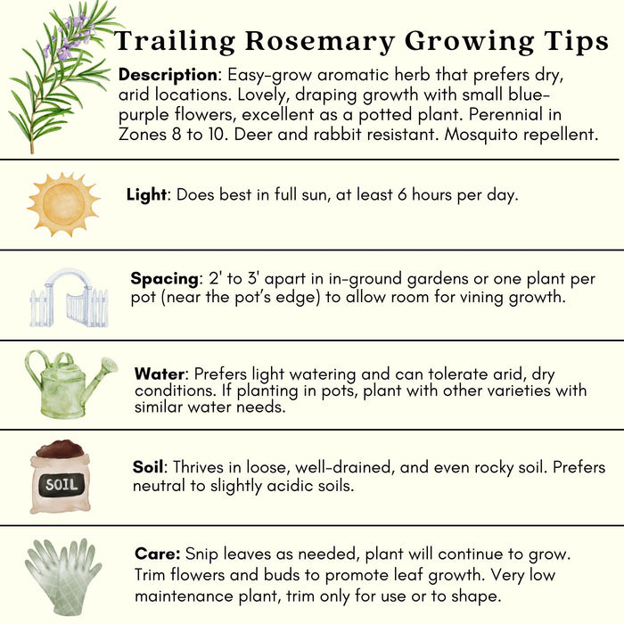 Trailing Rosemary | Two Live Herb Plants | Non-GMO, Cascading Growth, Versatile Uses