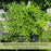 Lavender & Rosemary Cottage Garden — 6 Fragrant Mediterranean Herbs