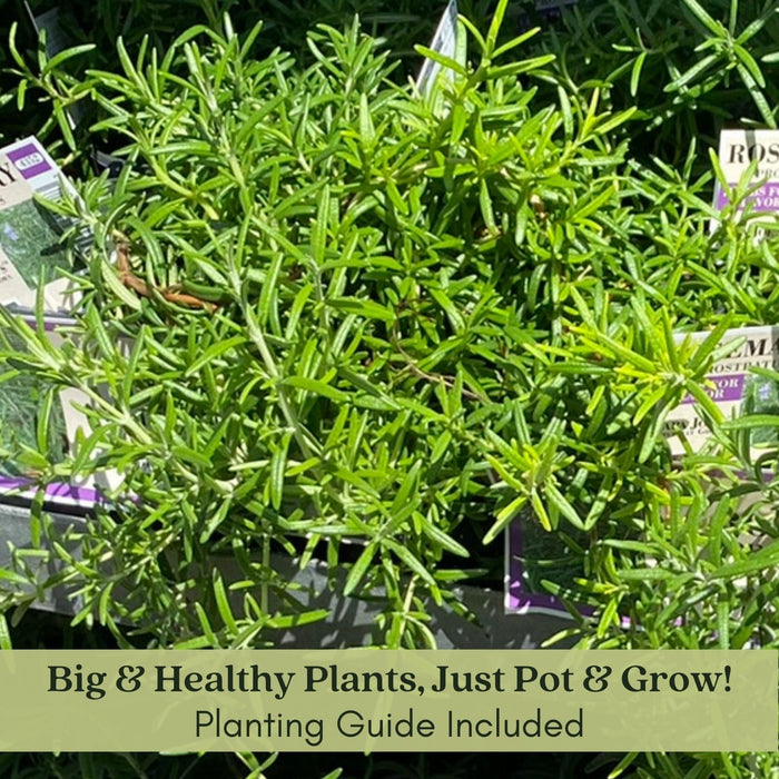 Lavender & Rosemary Cottage Garden — 6 Fragrant Mediterranean Herbs