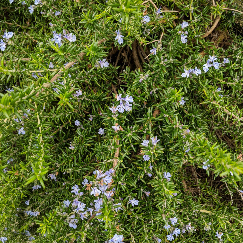 Trailing Rosemary | Two Live Herb Plants | Non-GMO, Cascading Growth, Versatile Uses