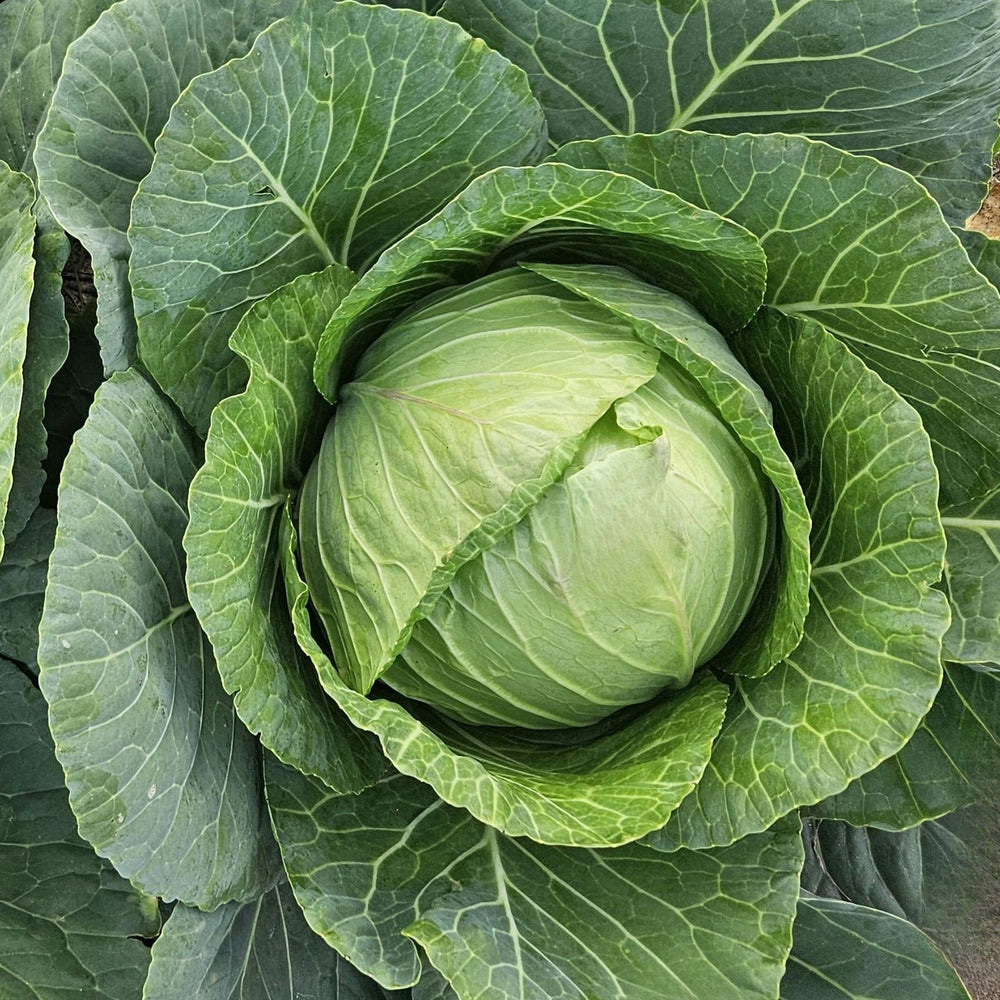 Cabbage Early Jersey Wakefield | Two Live Plants | Non-GMO | Heirloom | Early Harvest, Sweet & Tender