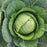 Cabbage Early Jersey Wakefield | Two Live Plants | Non-GMO | Heirloom | Early Harvest, Sweet & Tender
