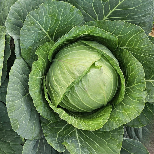 Cabbage Early Jersey Wakefield | Two Live Plants | Non-GMO | Heirloom | Early Harvest, Sweet & Tender