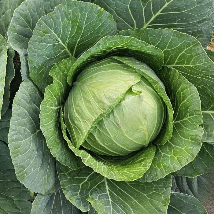Cabbage Early Jersey Wakefield | Two Live Plants | Non-GMO | Heirloom | Early Harvest, Sweet & Tender