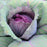 Cabbage Red Jewel | Two Live Plants | Non-GMO | Vibrant Red-Purple Heads | Crisp, Sweet & Easy to Grow