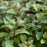 Chocolate Mint | Two Live Herb Plants | Non-GMO, Pollinator Favorite