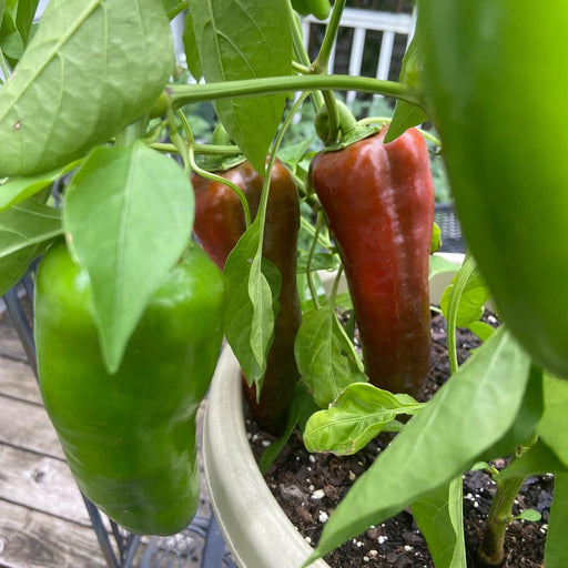 Corno Del Toro Pepper Plants | Two Live Plants | Non-GMO | Italian Sweet Frying Pepper, Long Curved Fruit, Perfect for Roasting & Grilling