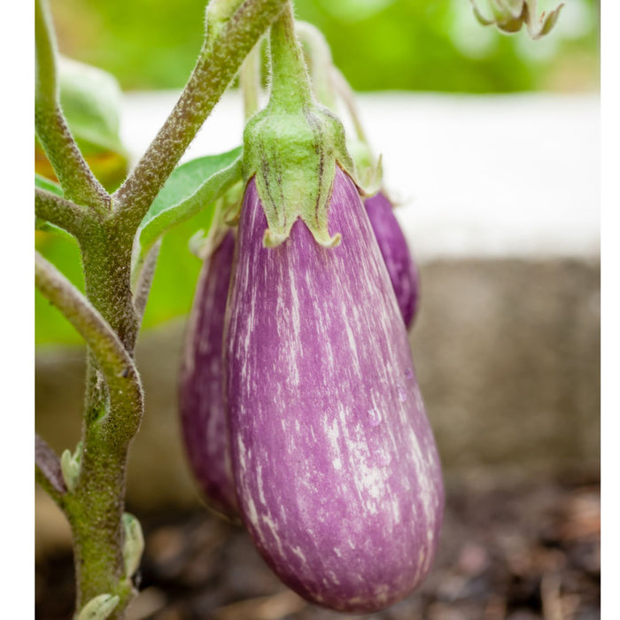 Eggplant Fairytale | Two Live Plants | Non-GMO | Striped Lavender-White Fruit | High-Yield, Compact, Heat Tolerant