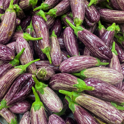 Eggplant Fairytale | Two Live Plants | Non-GMO | Striped Lavender-White Fruit | High-Yield, Compact, Heat Tolerant