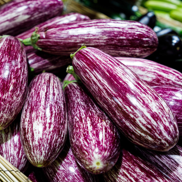 Eggplant Fairytale | Two Live Plants | Non-GMO | Striped Lavender-White Fruit | High-Yield, Compact, Heat Tolerant