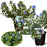 Evolvulus Beach Bum Blue | Two Live Plants | Non-GMO | Sky-Blue Blooms, Gently Trailing, Heat & Drought Tolerant Annual