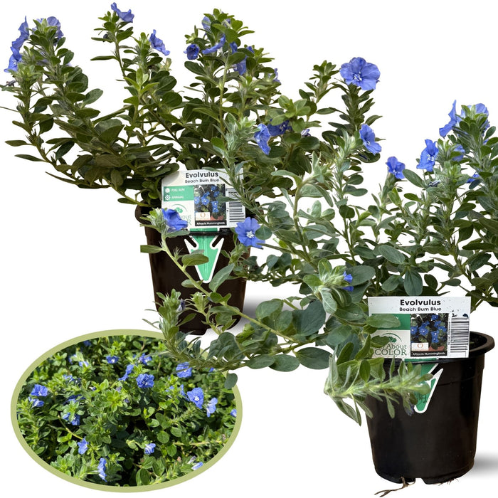 Evolvulus Beach Bum Blue | Two Live Plants | Non-GMO | Sky-Blue Blooms, Gently Trailing, Heat & Drought Tolerant Annual