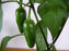 Jalapeño peppers on the plant (photo: Tilman Baumann, CC BY-SA 3.0)