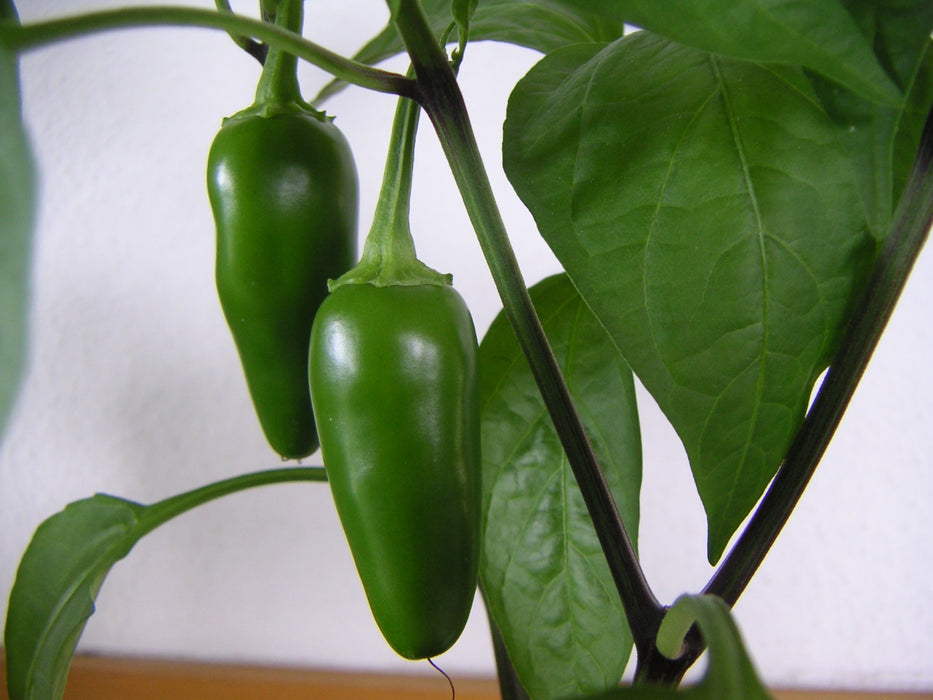 Jalapeño peppers on the plant (photo: Tilman Baumann, CC BY-SA 3.0)