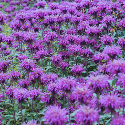 Bee Balm "Balmy Purple" (Monarda) | Two Live Plants | Non-GMO, Hardy Flowering Perennial, Pollinator Favorite