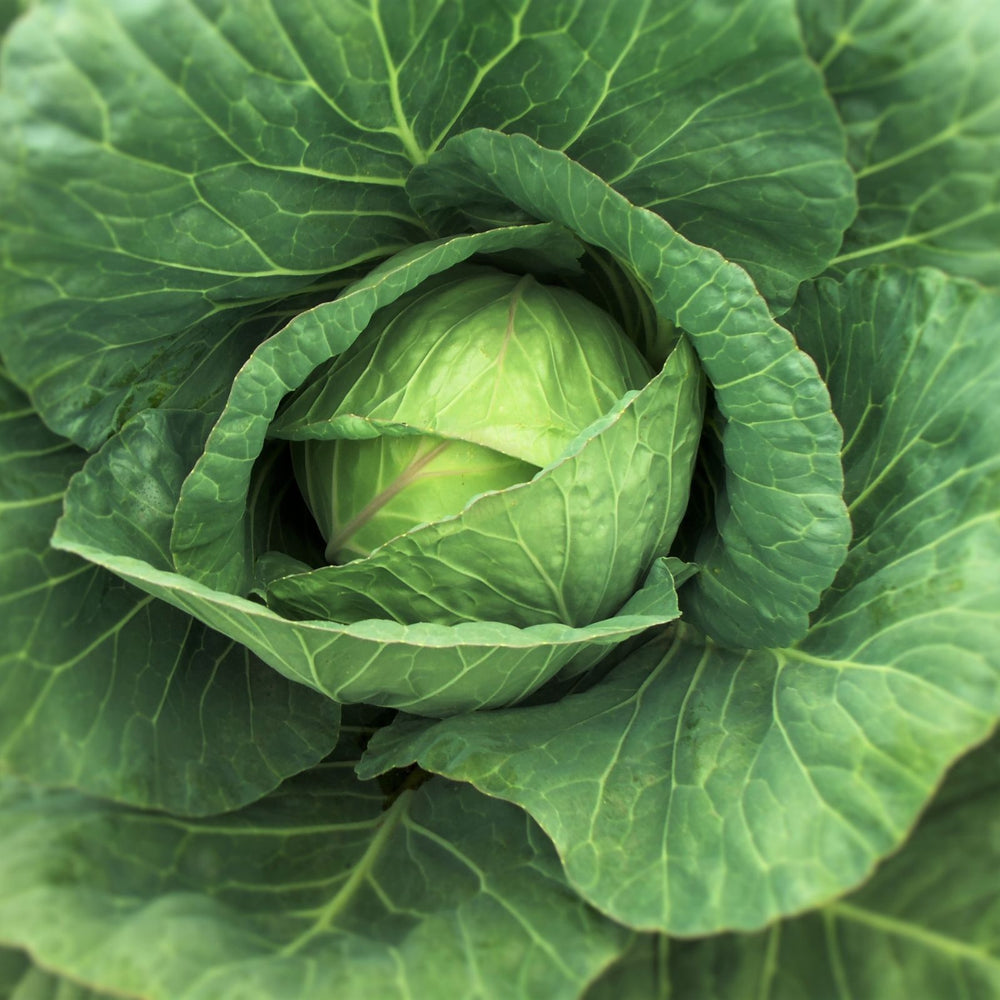 Cabbage Golden Acre Resistant | Two Live Plants | Non-GMO | Early Harvest | Sweet, Crisp & Disease Resistant