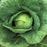 Cabbage Golden Acre Resistant | Two Live Plants | Non-GMO | Early Harvest | Sweet, Crisp & Disease Resistant