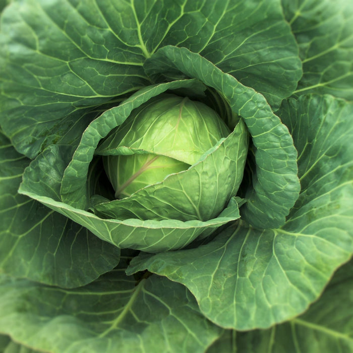 Cabbage Golden Acre Resistant | Two Live Plants | Non-GMO | Early Harvest | Sweet, Crisp & Disease Resistant