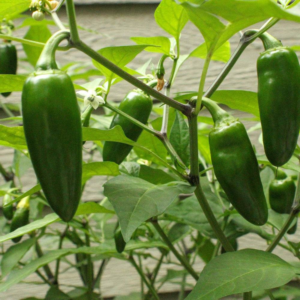 Early Jalapeño Pepper Plant | Two Live Plants | Non-GMO | Medium Hot Pepper | High Yield