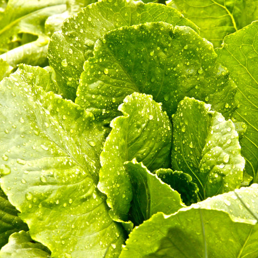 Romaine Lettuce | Two Live Plants | Non-GMO | Crisp, Sweet & Easy to Grow | Fresh Garden Favorite