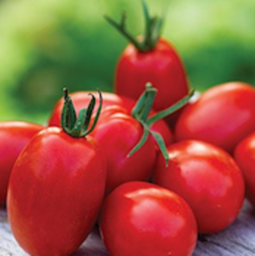 Super Sauce roma tomatoes — harvested fruit