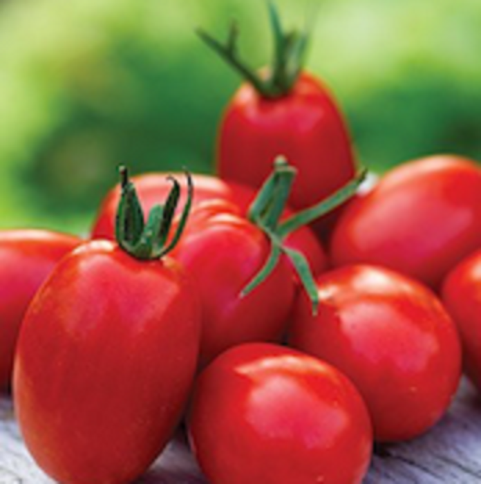 Super Sauce roma tomatoes — harvested fruit
