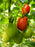 San Marzano tomatoes ripening on the vine (photo: Jonathan Billinger, CC BY-SA 2.0)