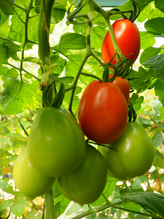 San Marzano tomatoes ripening on the vine (photo: Jonathan Billinger, CC BY-SA 2.0)