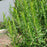 Upright Rosemary | Two Live Herb Plants | Non-GMO, Ornamental & Edible