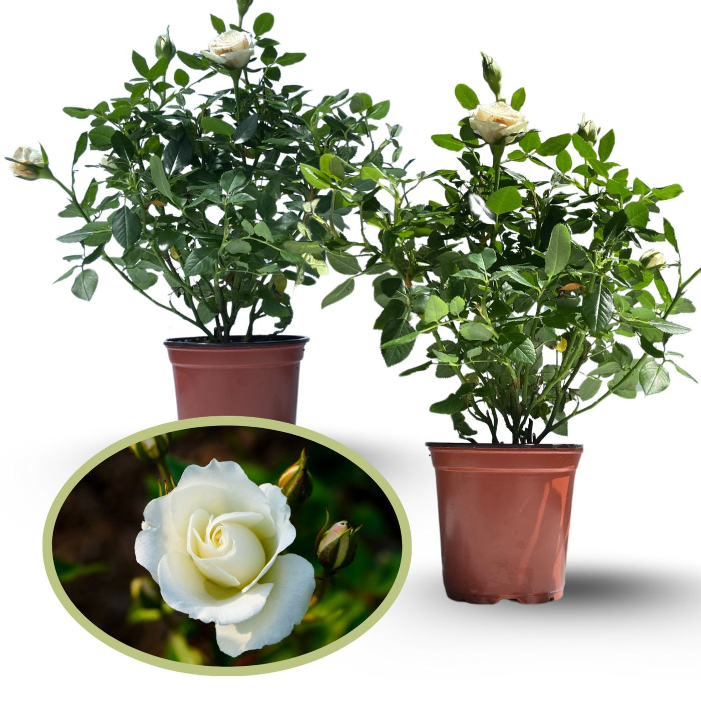 Kordana White Mini Rose | Two Live Plants | Non-GMO, Perennial Zone 5 ...