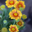 Arizona Apricot Gaillardia flower cluster with buds