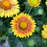 Blanket Flower Arizona Apricot (Gaillardia) blooms — apricot and golden yellow petals