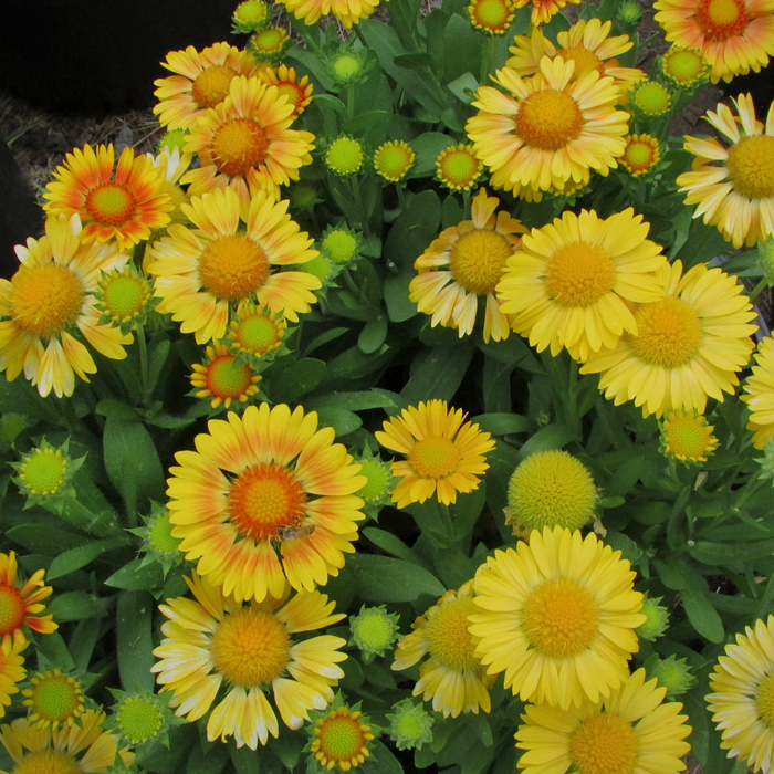 Arizona Apricot Blanket Flower plants in nursery pots