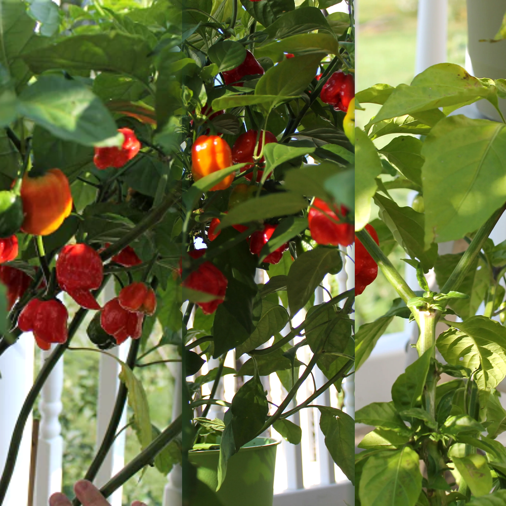 Carolina Reaper, Trinidad Scorpion, and Ghost Pepper plants loaded with ripening pods