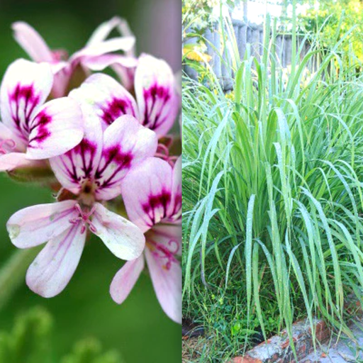 Citronella geranium blossoms and lemongrass growing in the garden