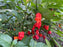 Carolina Reaper pepper plant loaded with ripe red pods — grown at Clovers Garden