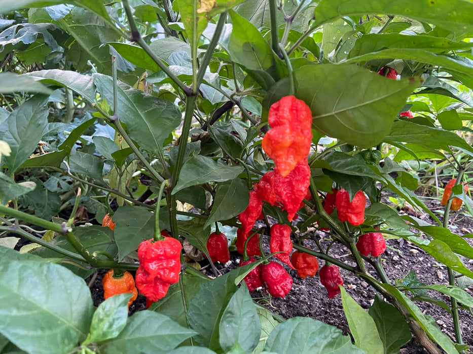 Carolina Reaper pepper plant loaded with ripe red pods — grown at Clovers Garden