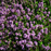 Creeping Lemon Thyme ground cover in bloom