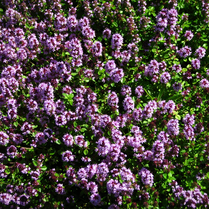 Creeping Lemon Thyme ground cover in bloom