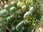 Creeping Wire Vine, two live plants in pots