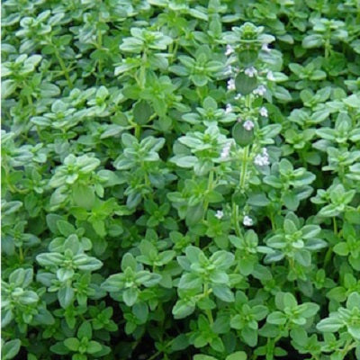 English Thyme plant