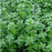 English Thyme plant