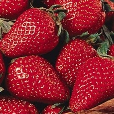 Everbearing Strawberry plants