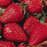 Everbearing Strawberry plants